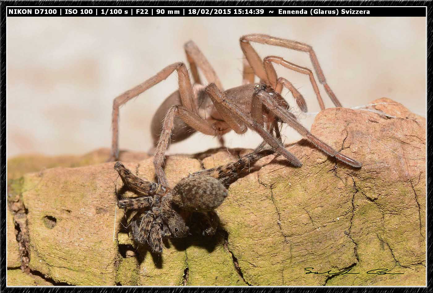 Drassodes sp. preda Pardosa sp. - Ennenda (Glarus), Svizzera